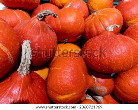 close-up image of small red sweet squash turkey