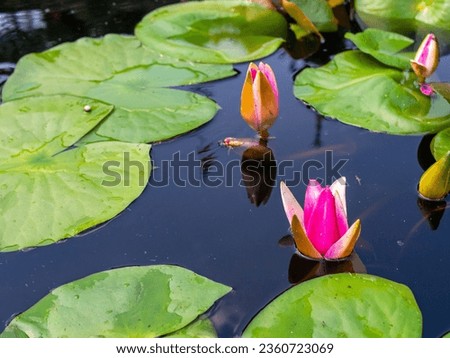 a pond with water lilies and leaves floating on it