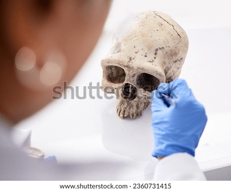 Forensic, science and person with skull in lab to study, test or analyze anatomy for evidence, medical or history research. Human, dna and education of head, bones or body on table in laboratory Royalty-Free Stock Photo #2360731415