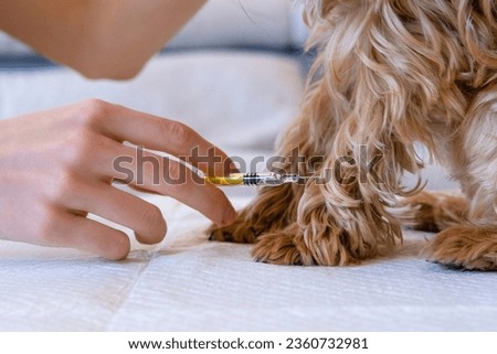 Brown Yorkshire Terrier Dog During Visit In Vet. Veterinary Surgeon Is Giving The Vaccine To The Dog. Animal Clinic. Pet Check Up And Vaccination. Health Care. 