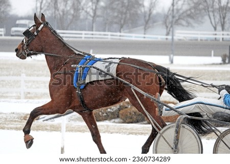 Harness racing. Standardbred. Bay. Trot. Trotter. Trotting. Horse racing. Winter snow. Two-wheeled sulky. Driver. Racetrack. Race. Track. Snowflakes. Gambling. Betting. Wager. Win. Race. Snowing.