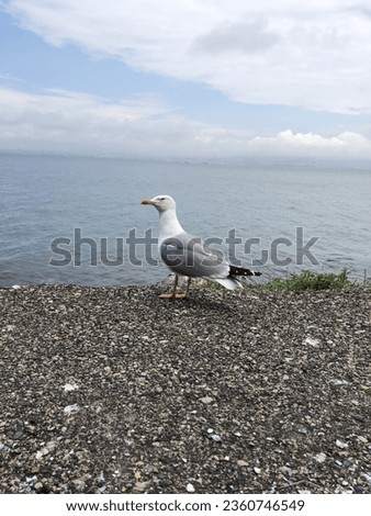 Birds and sea seagull pic good day