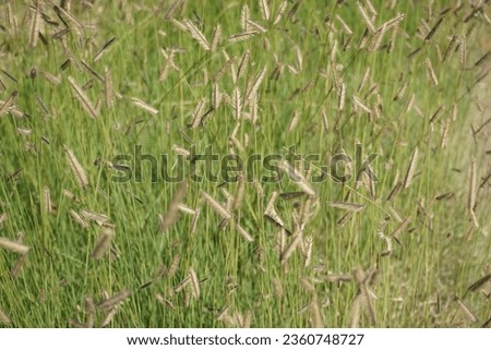 The grass Bouteloua gracilis blooms in July. Bouteloua gracilis, the blue grama, is a long-lived, warm-season perennial grass. Potsdam, Germany Royalty-Free Stock Photo #2360748727
