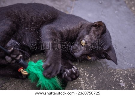 Black Bombay cat with yellow eyes playing with feather toy