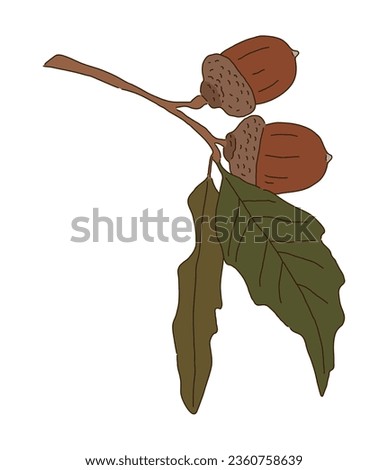 A hand-drawn illustration of acorns growing on oak trees in the fall season. Acorns are nuts and food for squirrels.