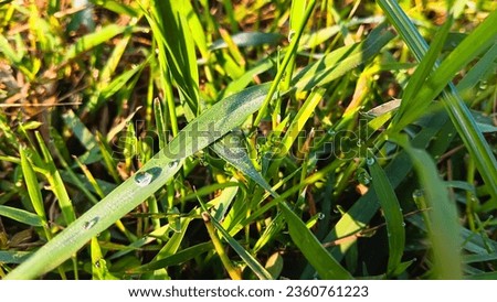 Dewy green grass leaves are refreshing 