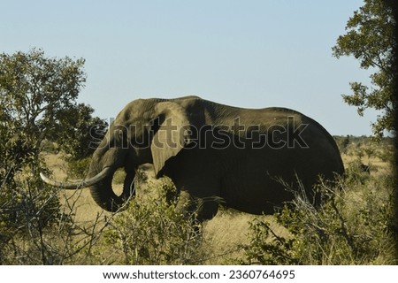 Perfect picture of an elephant from the side, grazing grass 