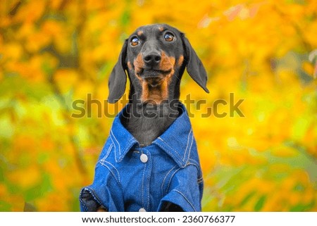 Portrait of sad pensive dog dachshund in jeans clothes in autumn park on blurred orange background Cold snap, change of seasons, spleen, melancholy, lonely mood Cartoon puppy on walk Enjoying nature 