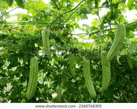 Trees on a vegetable farm Fresh bitter melon hanging in the garden Shallow depth of field and close-up perspective, beautiful images Royalty-Free Stock Photo #2360768305