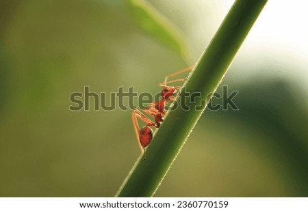 ants, weaver ants, weaver ants on grass stems Royalty-Free Stock Photo #2360770159