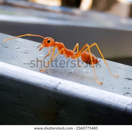 a photography of a red ant walking on a metal ledge, pismire antelope walking on a metal surface with water droplets.