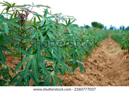 rows of green cassava fields in agricultural farmland in asian
