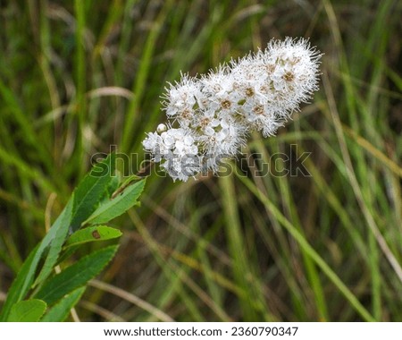 Spiraea alba (White Meadowsweet) Native North American Wetland Wildflower