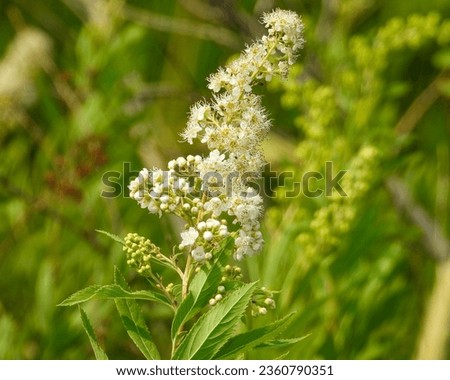 Spiraea alba (White Meadowsweet) Native North American Wetland Wildflower