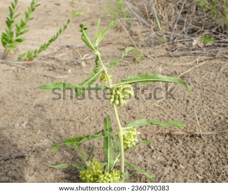 Asclepias viridiflora (Green Milkweed) Native North American Wildflower