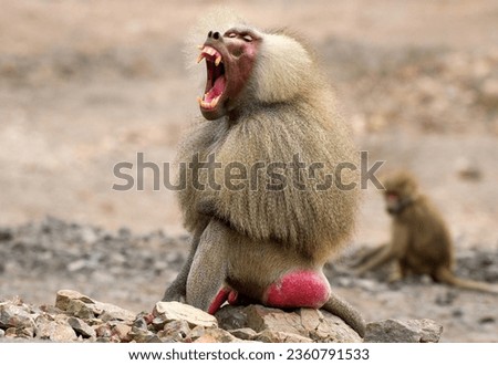 The hamadryas baboon is a species of baboon within the Old World monkey family.. It is native to Horn of Africa. Photo taken in Djibouti..

