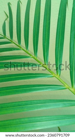 Palm Leaf in wall background