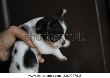 image of small chihuahua puppy