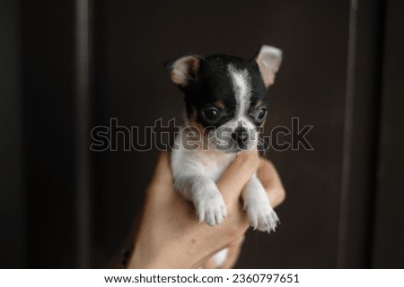 image of small chihuahua puppy