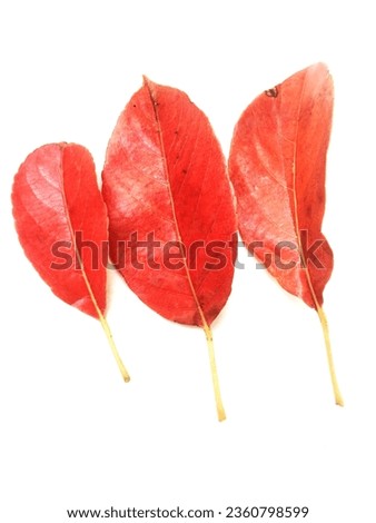 Group of a beautiful red leaf isolated on white background. october, holiday, season, decoration, thanksgiving, pumpkin, leaf,