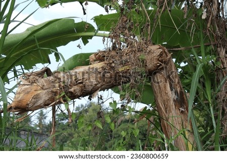 Nature's Resilience: A Fractured Banana Tree