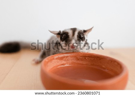 Cute little Sugar Glider drinks water from the earthen ceramic cup.