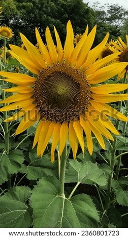 Sunflower picture , sunflower in tenkasi, tamilnadu,  sundarapandiyapuram sunflower 🌻 