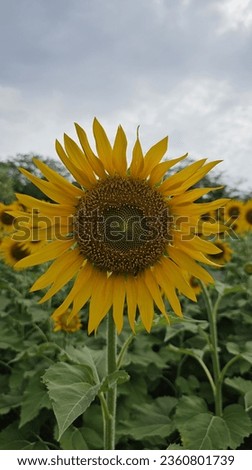 Sunflower picture , sunflower in tenkasi, tamilnadu,  sundarapandiyapuram sunflower 🌻 