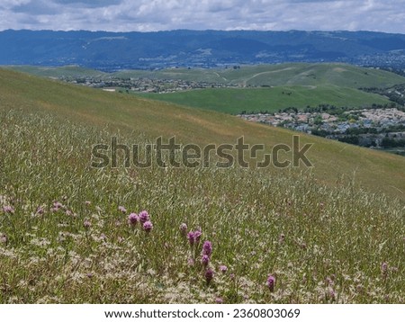 Owl's Clover wildflowers blooming in the East Bay hills Royalty-Free Stock Photo #2360803069