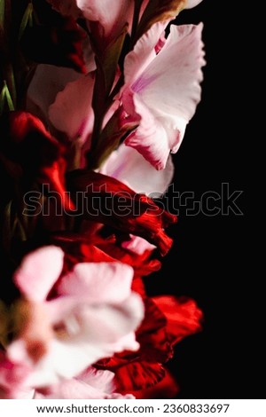 a bouquet of gladioli in a glass vase on a black background. postcard Royalty-Free Stock Photo #2360833697