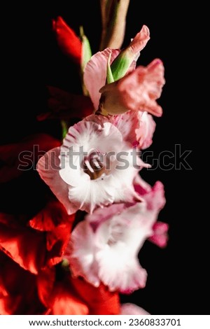 a bouquet of gladioli in a glass vase on a black background. postcard Royalty-Free Stock Photo #2360833701