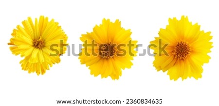 Set of yellow flowers isolated on a white background