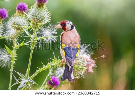 European goldfinch, feeding on the seeds of thistles. European goldfinch or simply goldfinch, latin name Carduelis carduelis, Perched on a Branch of thistle Royalty-Free Stock Photo #2360842715