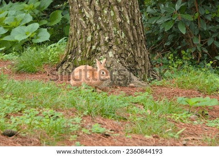 Wild rabbit in the forest. Nature Photography