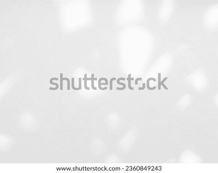 Shadow Background Wall Light White Overlay Leaf Leaves Plant Abstract Backdrop Sunlight Sun Minimal Mockup Product Summer  Tropic, Texture Shade Sun Nature Surface Photography Branch Rose Foliage.
