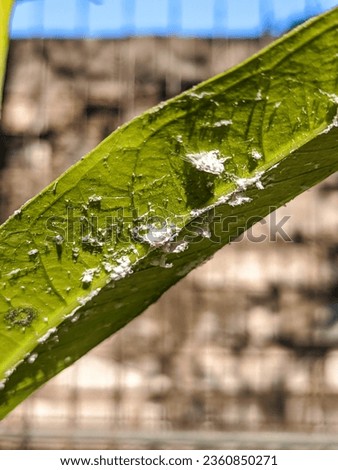 a green leaf that is attached to white animals that are parasites on the leaf