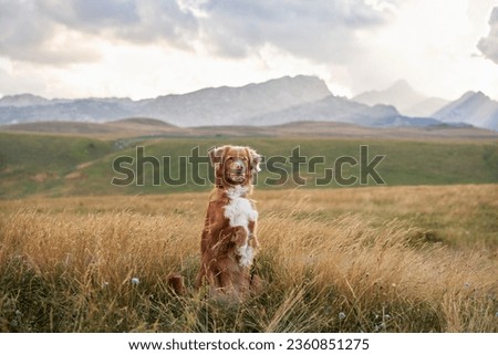 dog sits in a field in the grass. Beautiful pet in nature. Nova Scotia duck tolling retriever in the mountains