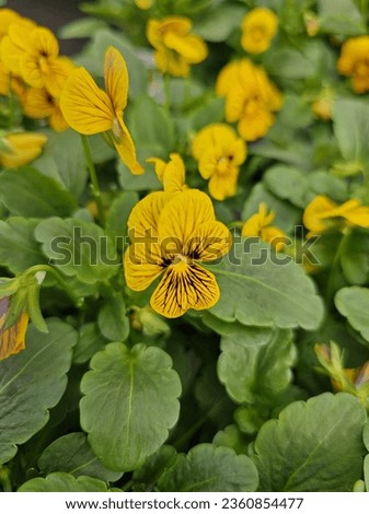 Yellow pansy in full flower