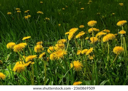 Dandelion Taraxacum officinale as a wall flower, is a pioneer plant and survival artist that can also thrive on gravel roads. Beautiful Taraxacum flower on a green garden. Royalty-Free Stock Photo #2360869509