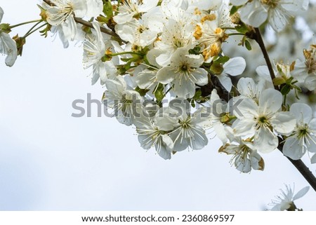 Selective focus of beautiful branches of plum blossoms on the tree under blue sky, Beautiful Sakura flowers during spring season in the park, Floral pattern texture, Nature background. Royalty-Free Stock Photo #2360869597
