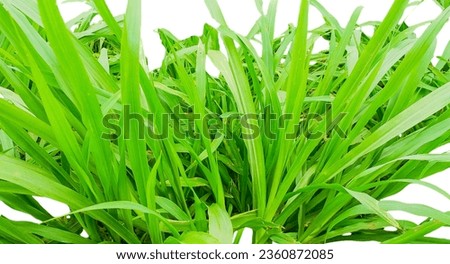 Green grass texture pattern isolated on white background.