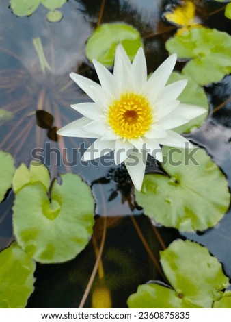 Inner Light water lily to use as a picture for the information of the flower.