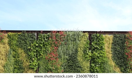 Photo of an old vintage design coffee shop, outdoor wall. Colorful flowers, lush green vines, plants completely covering wall. peaceful postcard background. The sky is cafe intertwined with nature.
