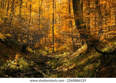 Beautiful autum forest. Orange leaves in october. Royalty-Free Stock Photo #2360886529