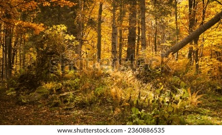 Beautiful autum forest. Orange leaves in october. Royalty-Free Stock Photo #2360886535
