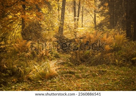 Beautiful autum forest. Orange leaves in october. Royalty-Free Stock Photo #2360886541