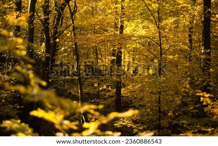 Beautiful autum forest. Orange leaves in october. Royalty-Free Stock Photo #2360886543