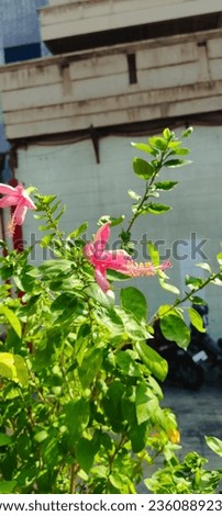 Jakarta, Indonesia - 12 September 2023 : Hibiscus flower in the garden