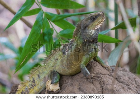 Chinese water dragon (Physignathus cocincinus), rare wildlife in the tropical.