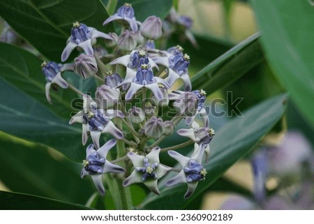 Calotropis gigantea (Giant calotrope, Biduri, crown flower) with a natural background. Each flower consists of five pointed petals and a small "crown" rising from the center.